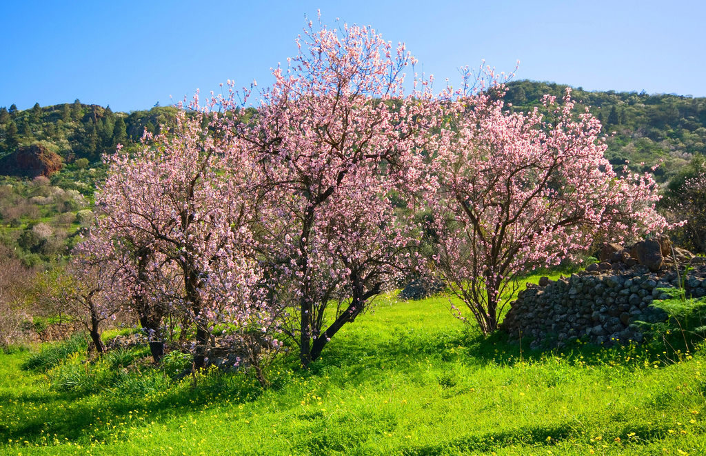 Almendro En Flor